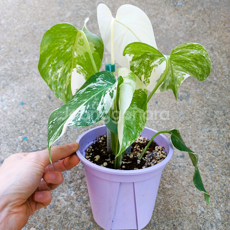 몬스테라 알보-7--8