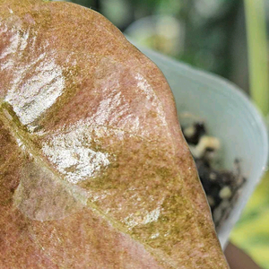 알로카시아 쿠프레아 레드시크릿 바리에가타 ㆍ샴쌍둥이희귀종