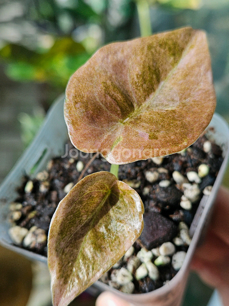 알로카시아 쿠프레아 레드시크릿 바리에가타 ㆍ샴쌍둥이희귀종--3