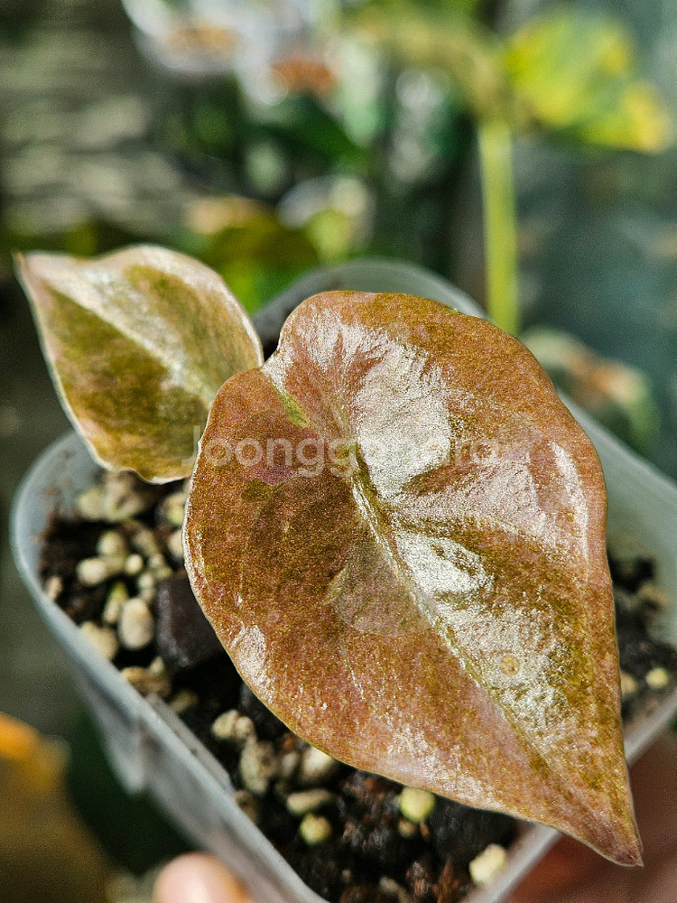 알로카시아 쿠프레아 레드시크릿 바리에가타 ㆍ샴쌍둥이희귀종--2