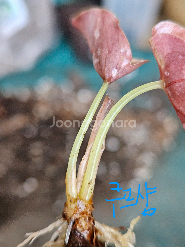 알로카시아 쿠프레아 레드시크릿 바리에가타 ㆍ샴쌍둥이희귀종--5