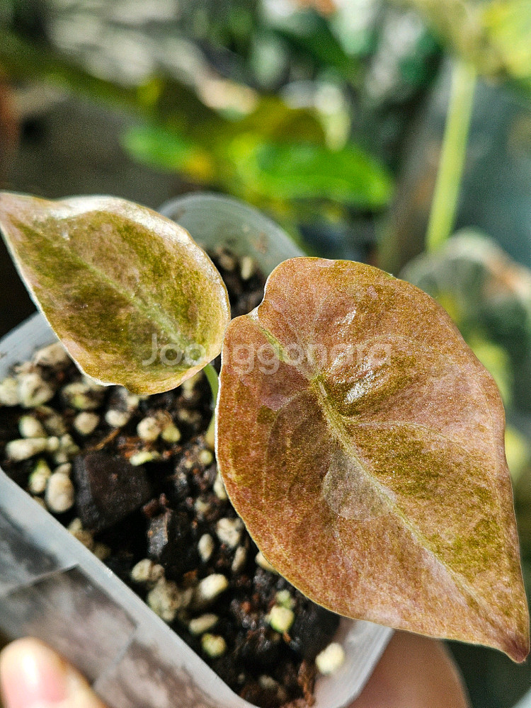 알로카시아 쿠프레아 레드시크릿 바리에가타 ㆍ샴쌍둥이희귀종--1