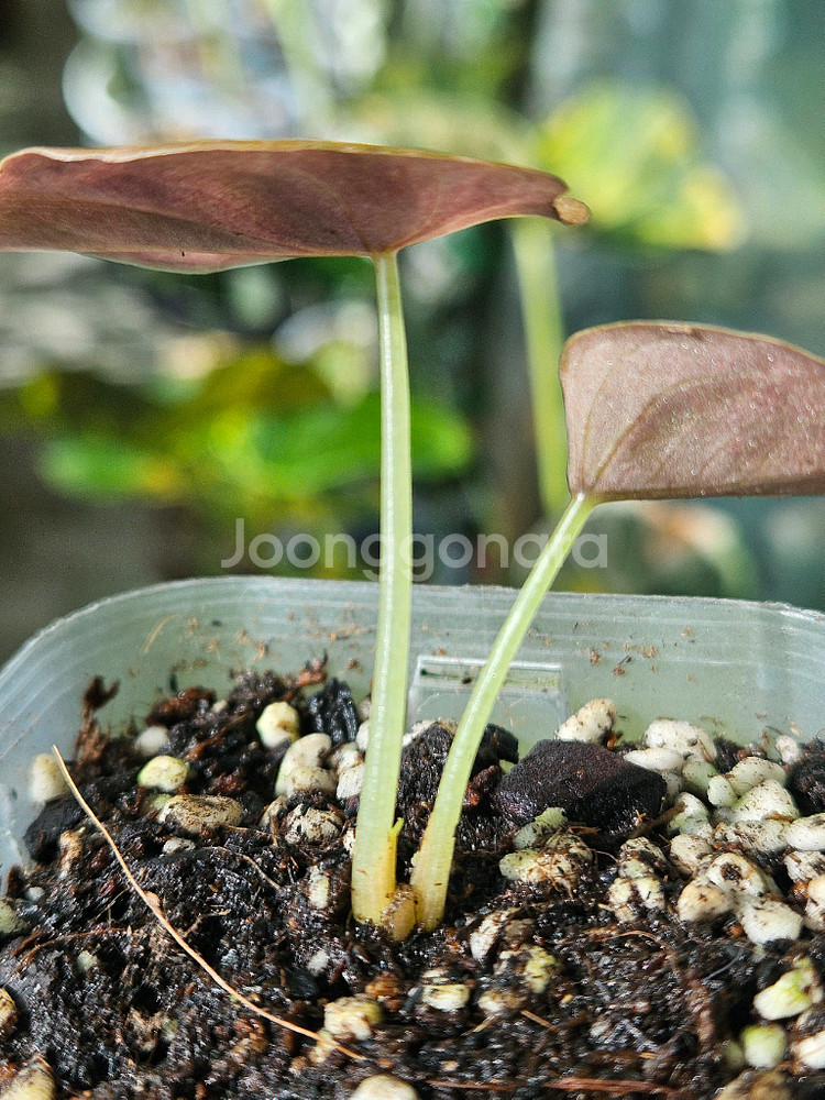 알로카시아 쿠프레아 레드시크릿 바리에가타 ㆍ샴쌍둥이희귀종--6