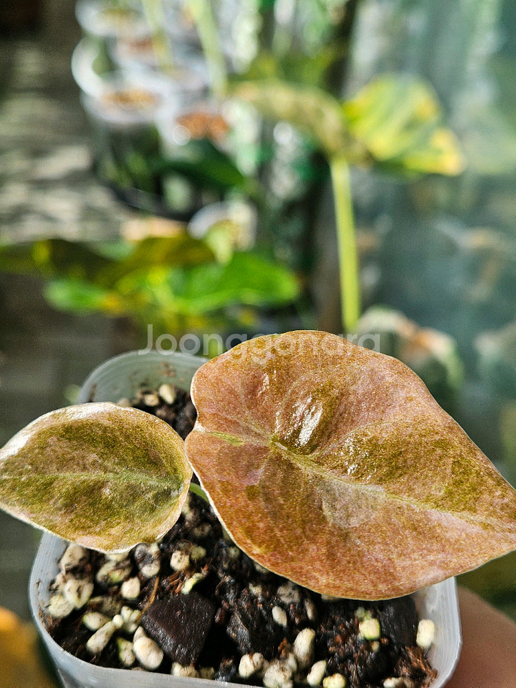 알로카시아 쿠프레아 레드시크릿 바리에가타 ㆍ샴쌍둥이희귀종--4