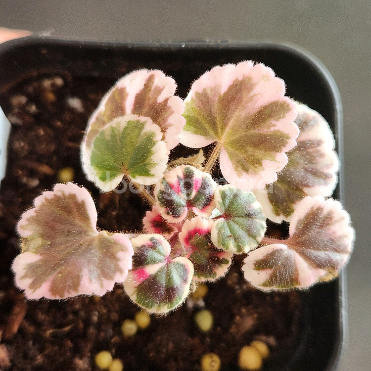 제라늄.엑스칼리버--0