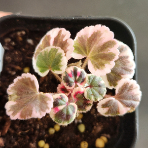 제라늄.엑스칼리버