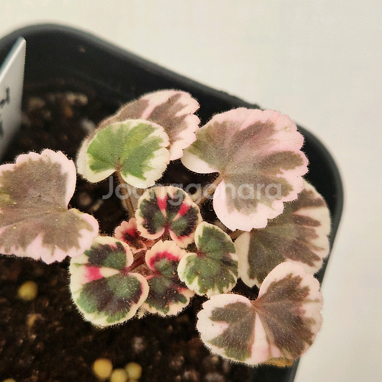 제라늄.엑스칼리버--1