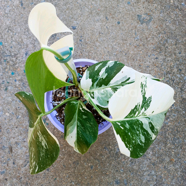 몬스테라 알보-8--2