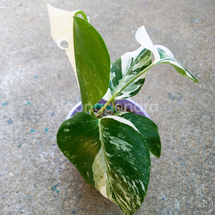 몬스테라 알보-8--3