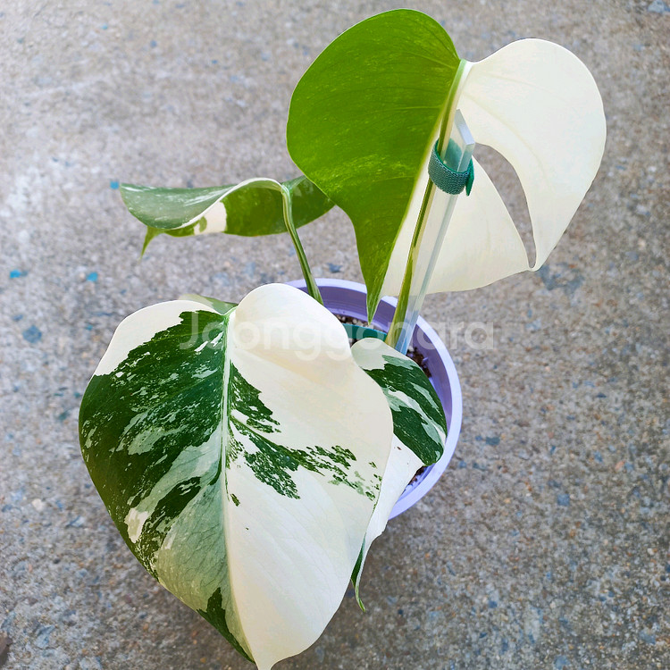 몬스테라 알보-8--0