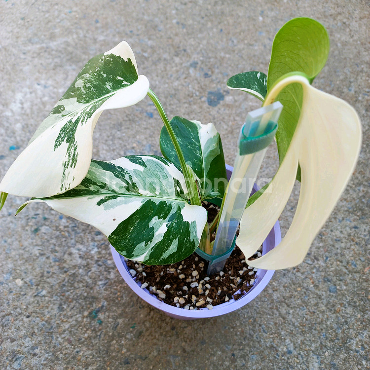 몬스테라 알보-8--5