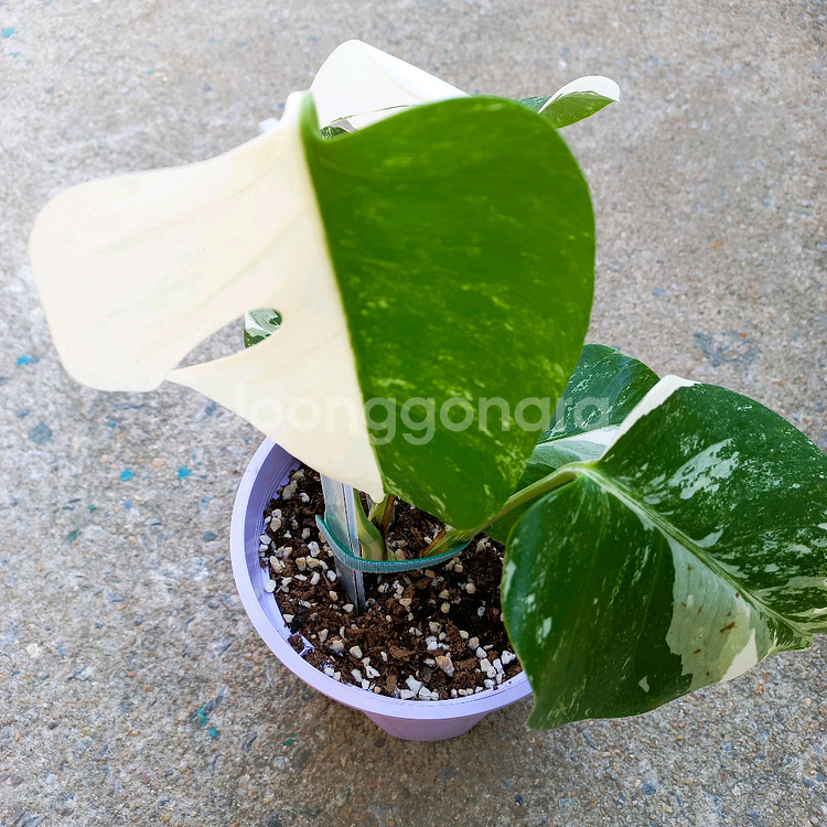 몬스테라 알보-8--4