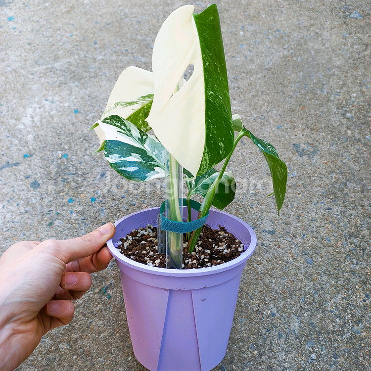 몬스테라 알보-8--8