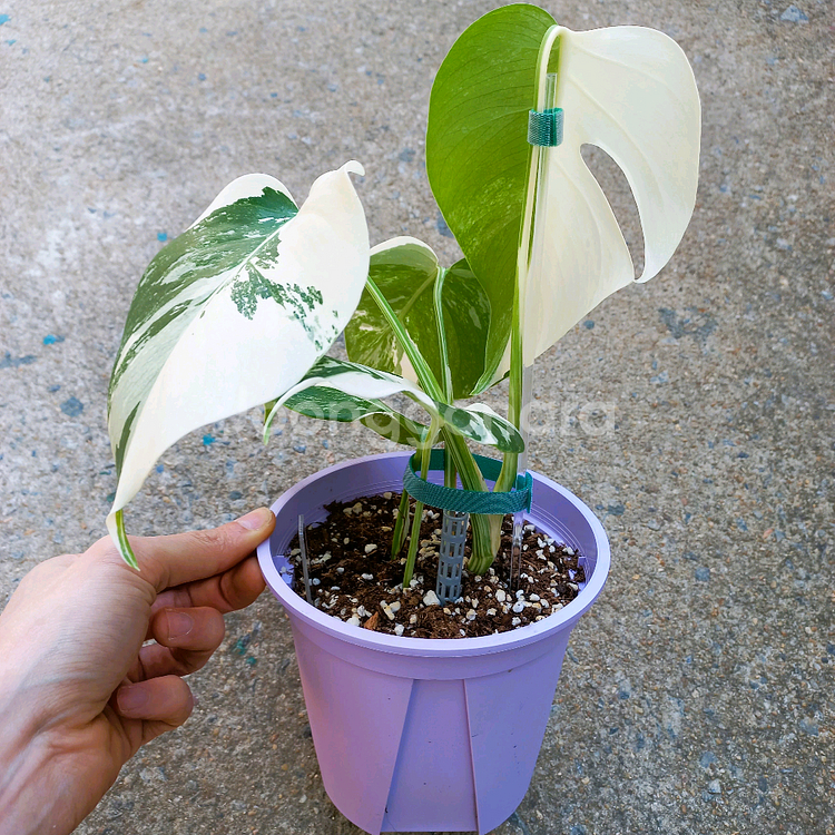 몬스테라 알보-8--6