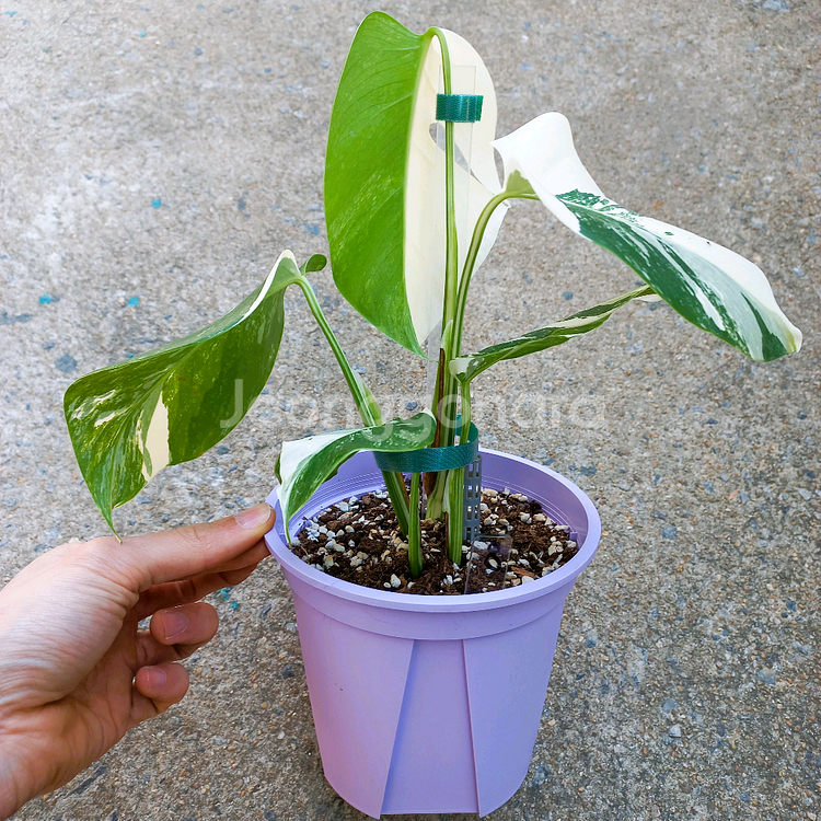 몬스테라 알보-8--7