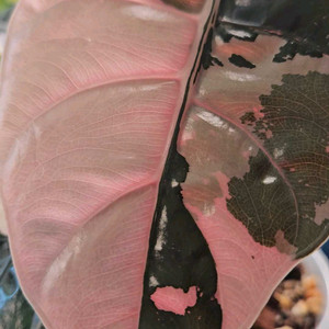 알로카시아 찬트리에 핑크바리에가타