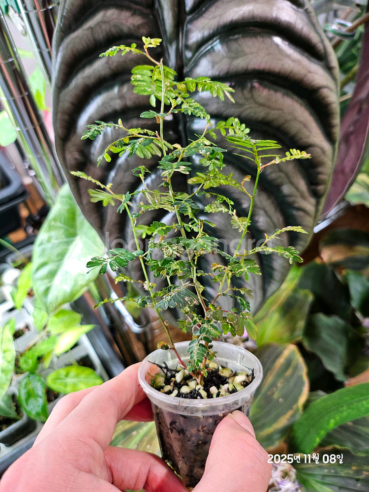 필란투스 우리나리아 바리에가타(여우구슬)알로카시아x안스리움x--0