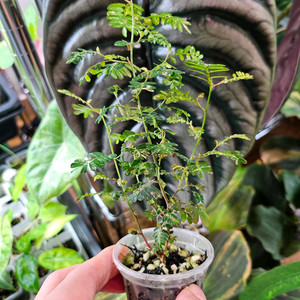 필란투스 우리나리아 바리에가타(여우구슬)알로카시아x안스리움x