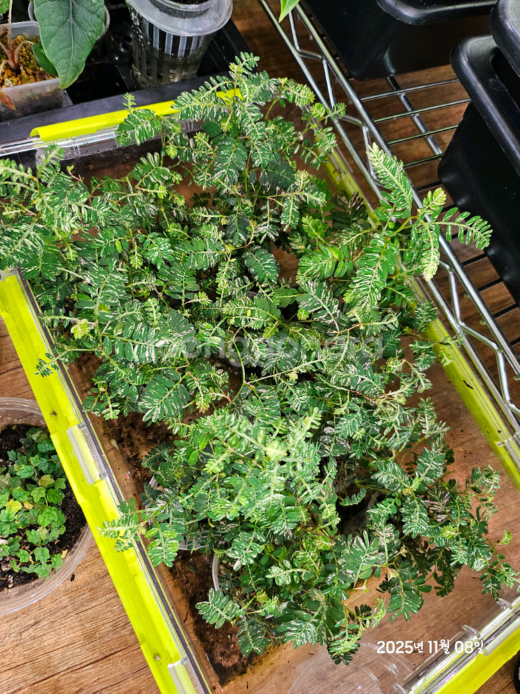 필란투스 우리나리아 바리에가타(여우구슬)알로카시아x안스리움x--1