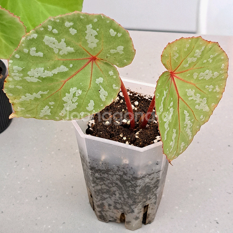 베고니아 3종 셋트가격--2