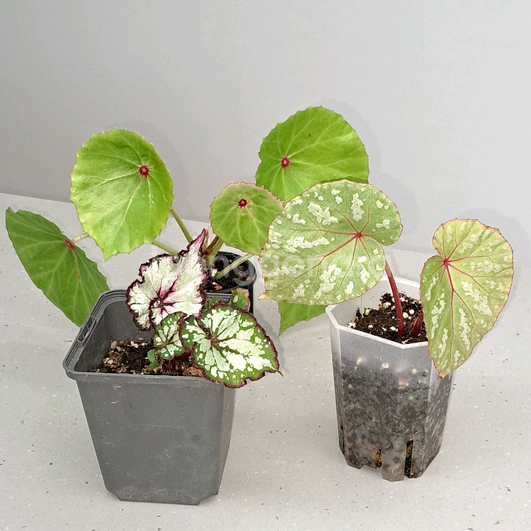 베고니아 3종 셋트가격--0