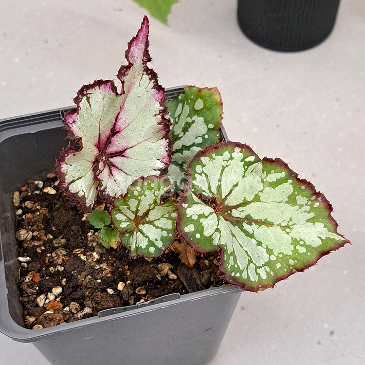 베고니아 3종 셋트가격--1