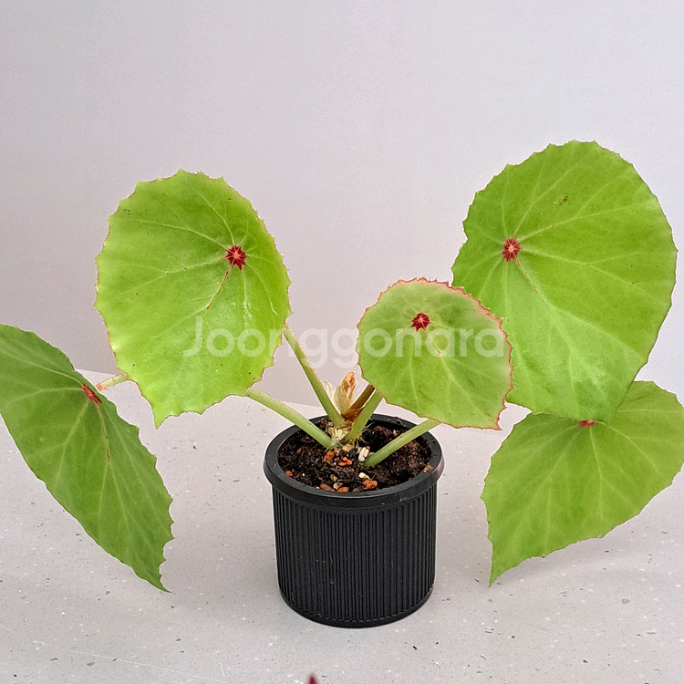 베고니아 3종 셋트가격--3