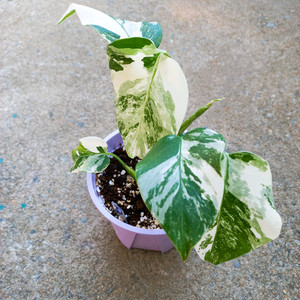 몬스테라 알보-9