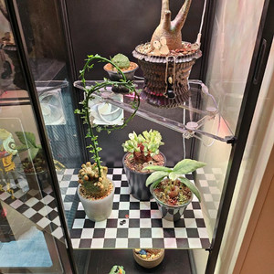 이케아 루스타 식물 온실장 팝니다