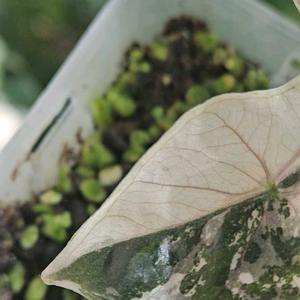 알로카시아 푸세이도 산데리아나 핑크바리에가타