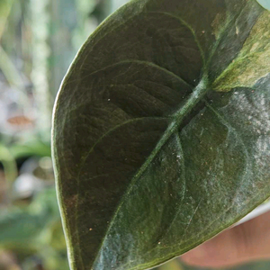 알로카시아 쿠프레아 레드시크릿 바리에가타