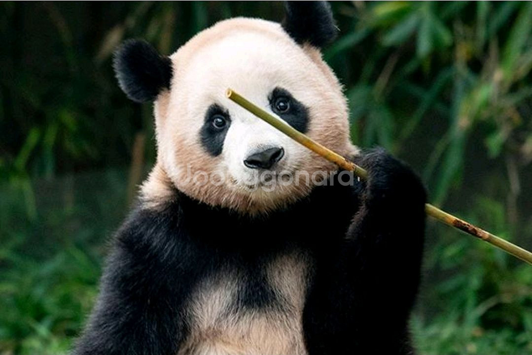 에버랜드 종일권--0