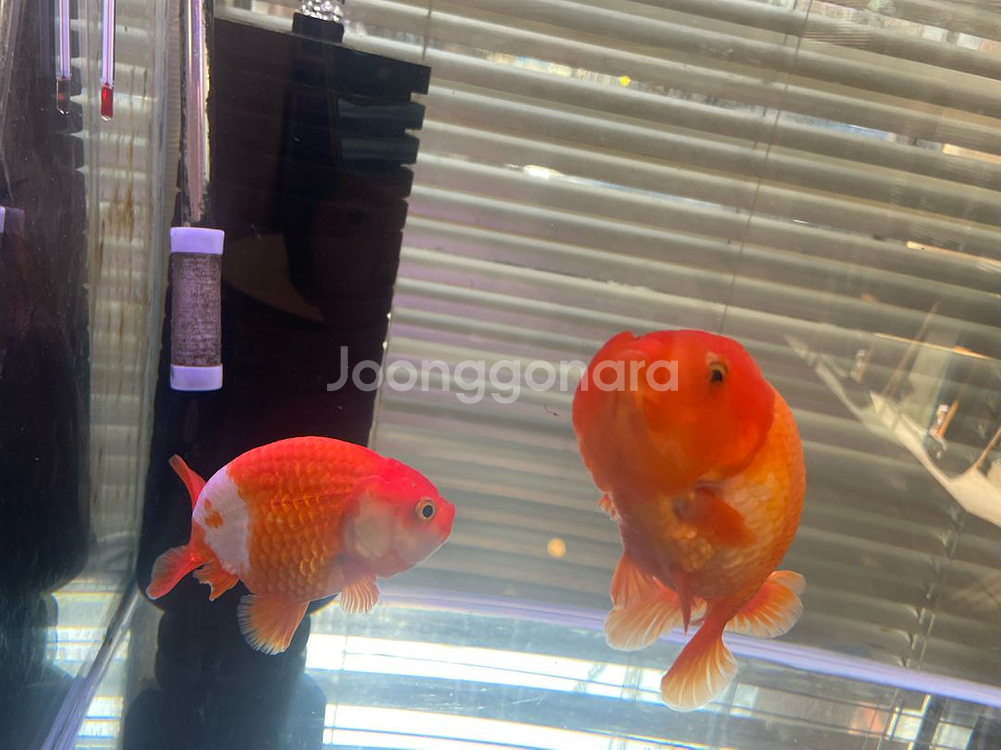 2자반 어항 세트--7