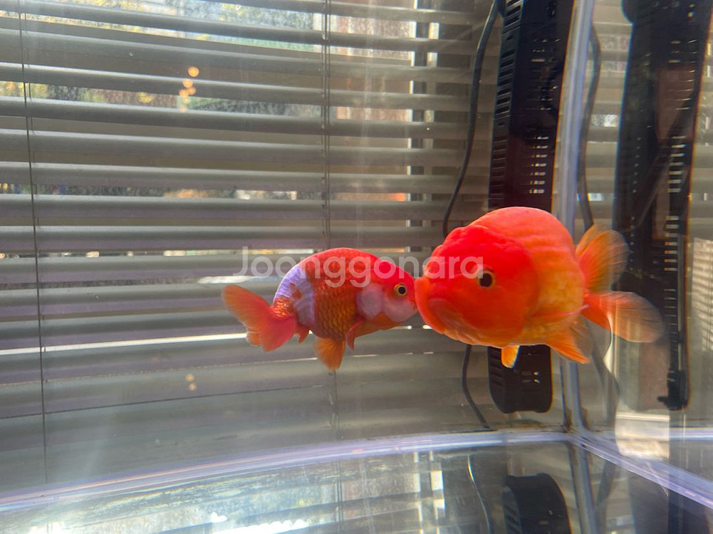 2자반 어항 세트--9