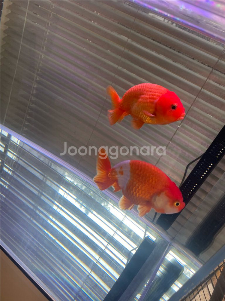 2자반 어항 세트--8