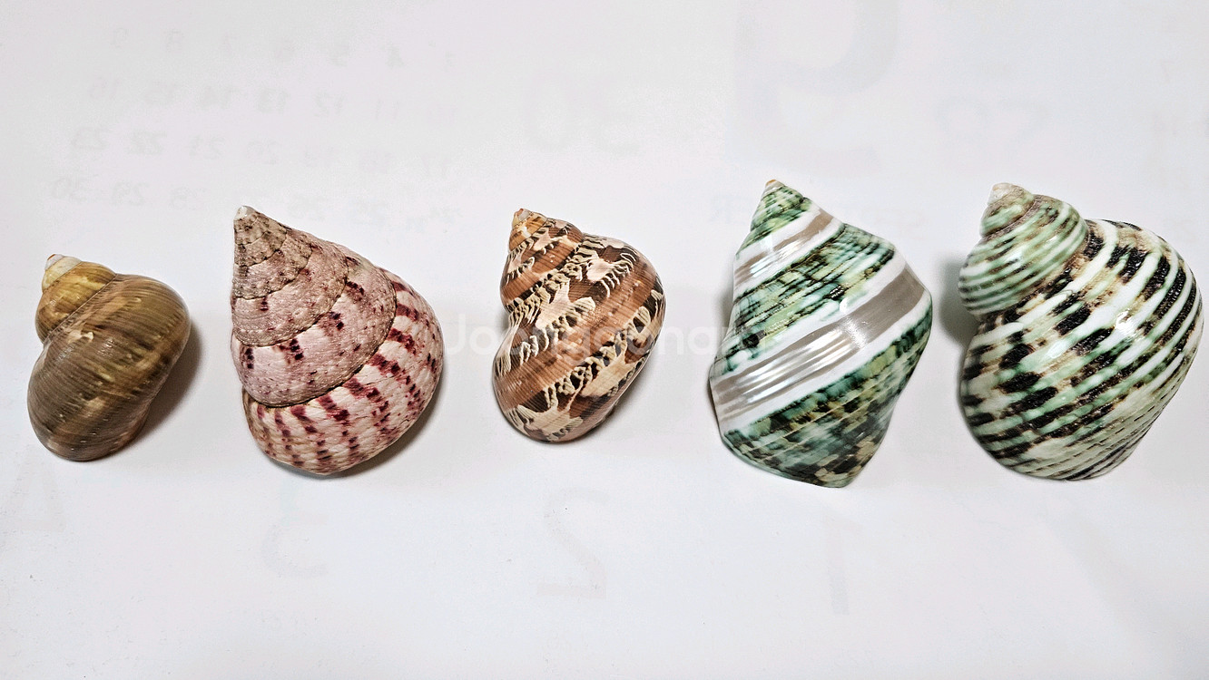 소라게 쉘 5개--0