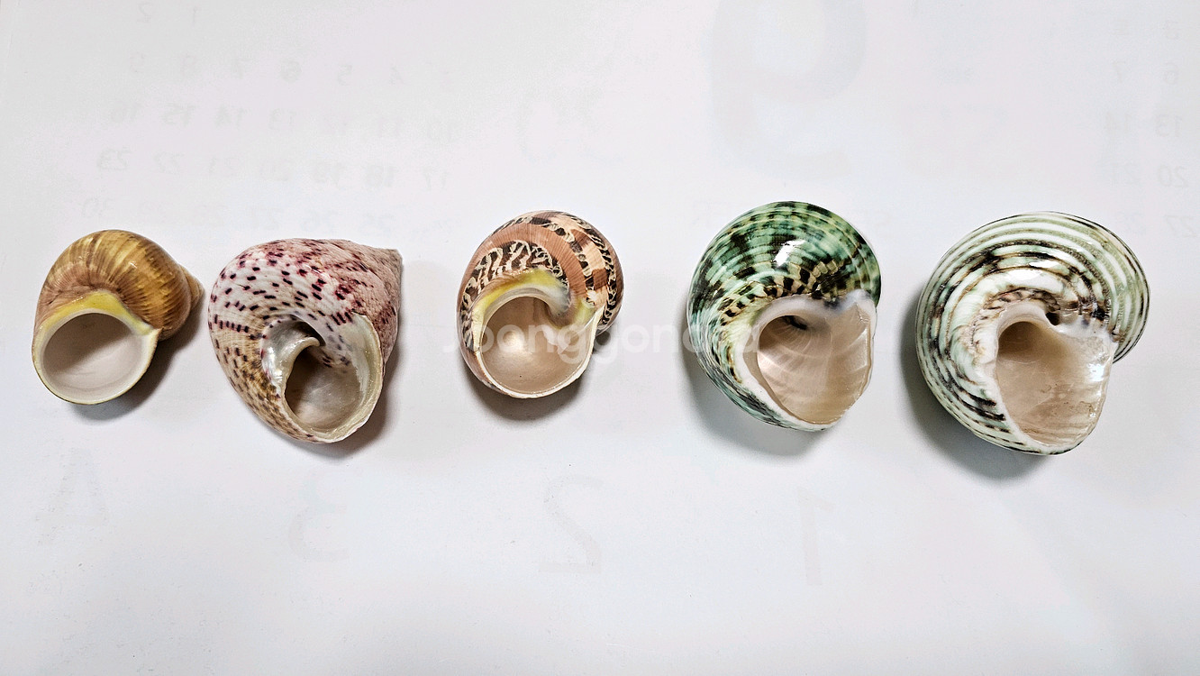 소라게 쉘 5개--1