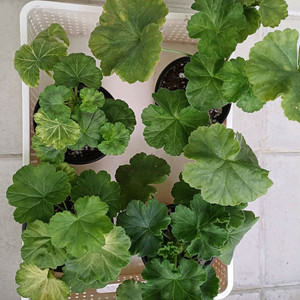 제라늄 4종 세트(택포)