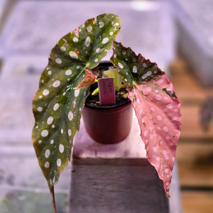 베고니아 마큘라타 바리에가타