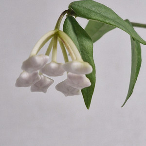 호야 벨라 그린