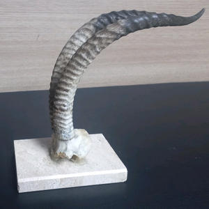 [또 가격내림] 산양뿔 장식품 판매