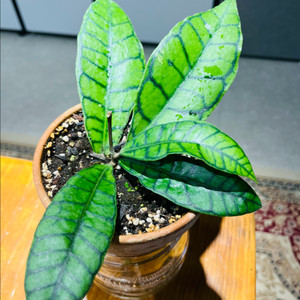 호야 칼리스토필라