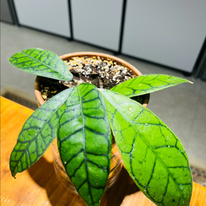 호야 칼리스토필라