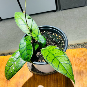 호야 칼리스토필라