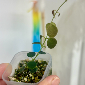 호야 파푸아 미니