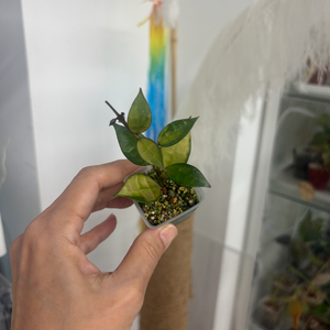 호야 라쿠노사 레드리프