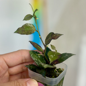 호야 라쿠노사 제브라