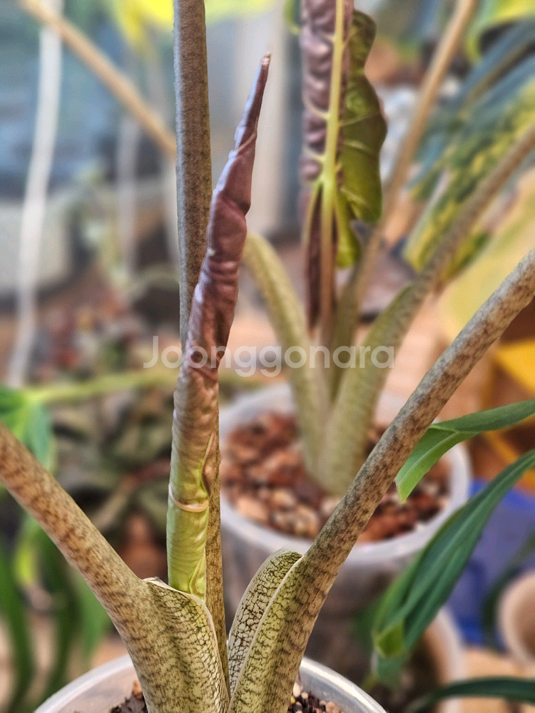 알로카시아 푸세이도 산데리아나 핑크바리모주 (자구달린)--7