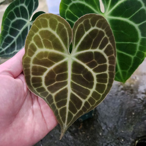 안스리움 킹 클라리네비움