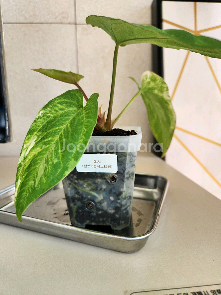 안스리움 폭시, 몬스마스터, 안스리움바리에가타--3